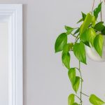 روش نگهداری و قلمه زدن پتوس در آپارتمان ؛ چه فصلی برای قلمه زدن پتوس مناسب است؟