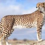 همزیستی جالب یوز و گور آسیایی در پارک ملی توران + ویدئو