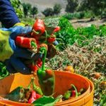 این روستا قطب تولید فلفل است | قنات‌ ها تندی فلفل را تعیین می‌ کنند